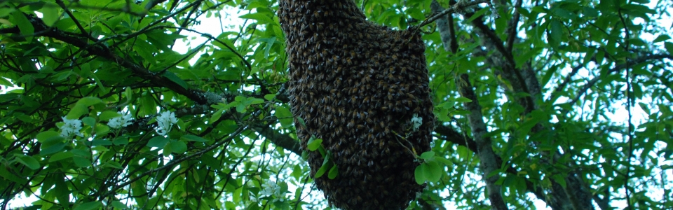 Swarm