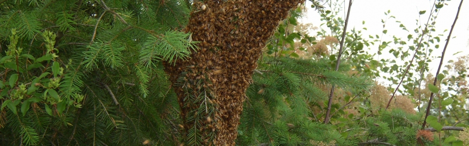 Swarm Catching