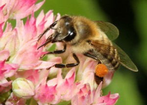 Carniolan bee with pollen